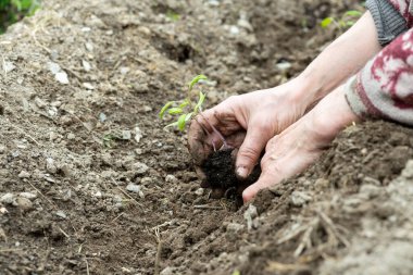 Çiftçinin elleri organik tarladaki toprağa domates tohumu ekerken yakın plan. Baharda bahçe işleri. Geleneksel tarım.