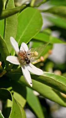 Baharda beyaz portakal çiçeklerinden polen toplayan bir arıya yakından bakın. Biyolojik tarım. Çevre koruma ve biyolojik çeşitlilik. Görüntü.