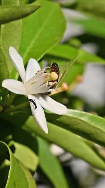 Baharda beyaz portakal çiçeklerinden polen toplayan bir arıya yakından bakın. Biyolojik tarım. Çevre koruma ve biyolojik çeşitlilik. Görüntü.