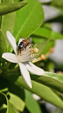 Baharda beyaz portakal çiçeklerinden polen toplayan bir arıya yakından bakın. Biyolojik tarım. Çevre koruma ve biyolojik çeşitlilik. Görüntü.