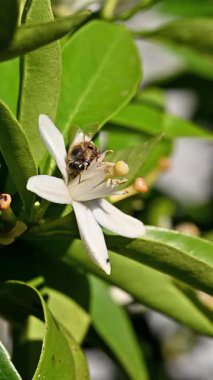 Baharda beyaz portakal çiçeklerinden polen toplayan bir arıya yakından bakın. Biyolojik tarım. Çevre koruma ve biyolojik çeşitlilik. Görüntü.