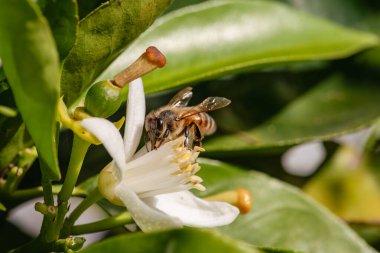 Baharda beyaz portakal çiçeklerinden polen toplayan bir arıya yakından bakın. Biyolojik tarım. Çevre koruma ve biyolojik çeşitlilik. 