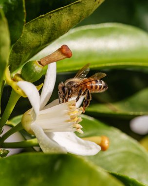 Baharda beyaz portakal çiçeklerinden polen toplayan bir arıya yakından bakın. Biyolojik tarım. Çevre koruma ve biyolojik çeşitlilik. 