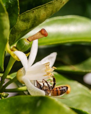 Baharda beyaz portakal çiçeklerinden polen toplayan bir arıya yakından bakın. Biyolojik tarım. Çevre koruma ve biyolojik çeşitlilik. 