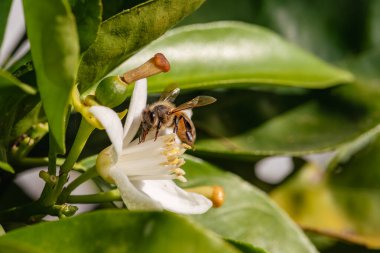 Baharda beyaz portakal çiçeklerinden polen toplayan bir arıya yakından bakın. Biyolojik tarım. Çevre koruma ve biyolojik çeşitlilik. 