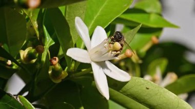 Baharda beyaz portakal çiçeklerinden polen toplayan bir arıya yakından bakın. Biyolojik tarım. Çevre koruma ve biyolojik çeşitlilik. Görüntü.