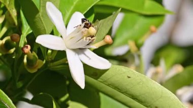 Baharda beyaz portakal çiçeklerinden polen toplayan bir arıya yakından bakın. Biyolojik tarım. Çevre koruma ve biyolojik çeşitlilik. Görüntü.