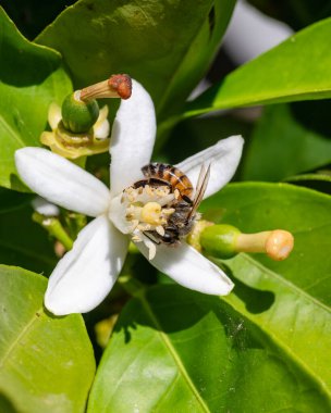 Baharda beyaz portakal çiçeklerinden polen toplayan bir arıya yakından bakın. Biyolojik tarım. Çevre koruma ve biyolojik çeşitlilik. 