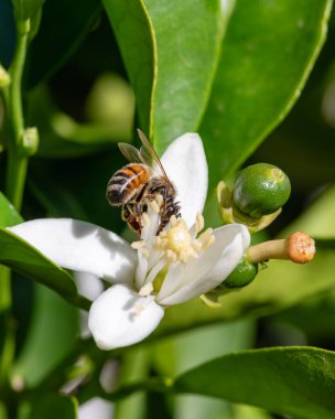 Baharda beyaz portakal çiçeklerinden polen toplayan bir arıya yakından bakın. Biyolojik tarım. Çevre koruma ve biyolojik çeşitlilik. 