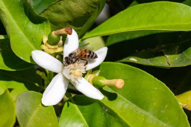 Baharda beyaz portakal çiçeklerinden polen toplayan bir arıya yakından bakın. Biyolojik tarım. Çevre koruma ve biyolojik çeşitlilik. 