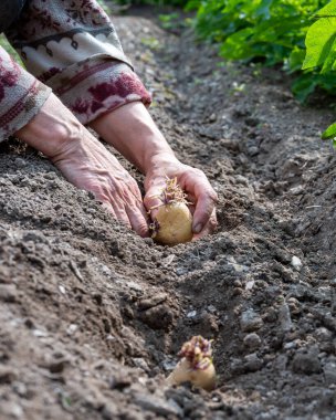 Çiftçinin elleri organik tarlaya patates koçanlarını yerleştirirken yakın plan. Baharda bahçe işleri. Geleneksel tarım.