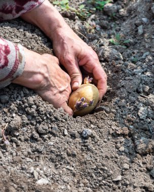 Çiftçinin elleri organik tarlaya patates koçanlarını yerleştirirken yakın plan. Baharda bahçe işleri. Geleneksel tarım.
