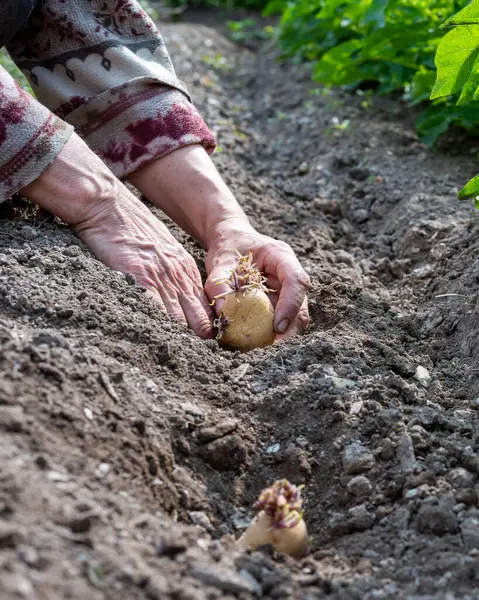 Çiftçinin elleri organik tarlaya patates koçanlarını yerleştirirken yakın plan. Baharda bahçe işleri. Geleneksel tarım.
