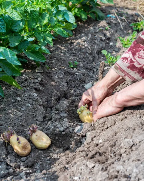 Çiftçinin elleri organik tarlaya patates koçanlarını yerleştirirken yakın plan. Baharda bahçe işleri. Geleneksel tarım.