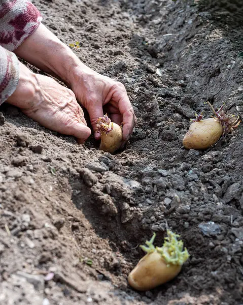 Çiftçinin elleri organik tarlaya patates koçanlarını yerleştirirken yakın plan. Baharda bahçe işleri. Geleneksel tarım.