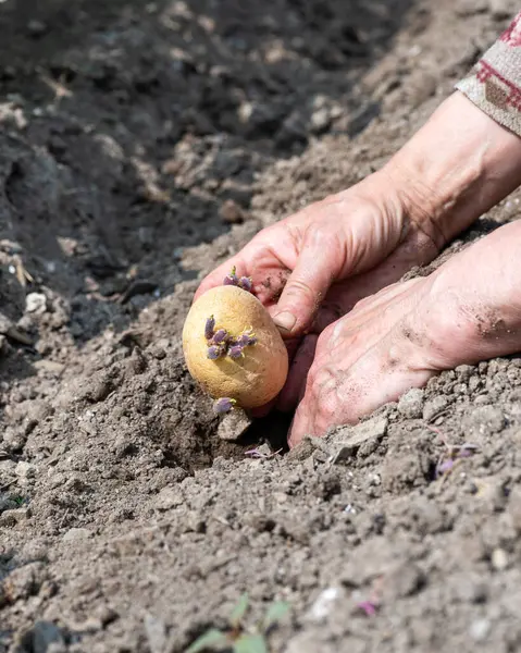 Çiftçinin elleri organik tarlaya patates koçanlarını yerleştirirken yakın plan. Baharda bahçe işleri. Geleneksel tarım.