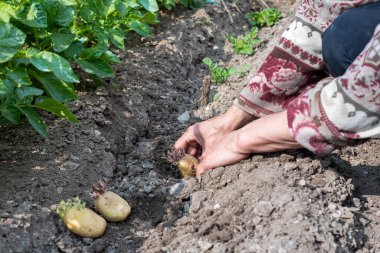 Çiftçinin elleri organik tarlaya patates koçanlarını yerleştirirken yakın plan. Baharda bahçe işleri. Geleneksel tarım.