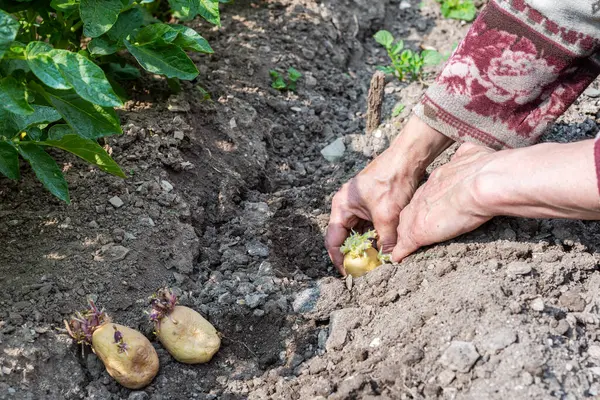 Çiftçinin elleri organik tarlaya patates koçanlarını yerleştirirken yakın plan. Baharda bahçe işleri. Geleneksel tarım.