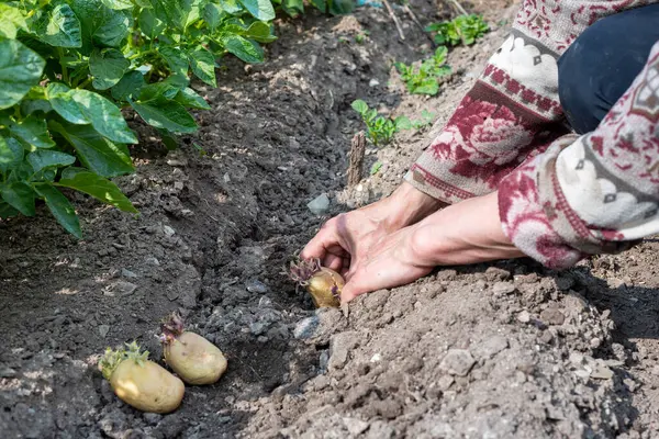 Çiftçinin elleri organik tarlaya patates koçanlarını yerleştirirken yakın plan. Baharda bahçe işleri. Geleneksel tarım.