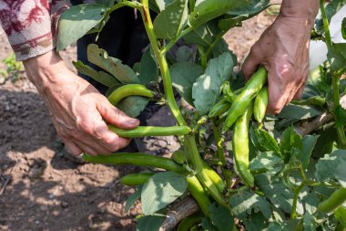 Organik tarladan taze fasulye toplayan çiftçilerin ellerini kapatın. Bahar bahçesi hasadı. Geleneksel tarım.