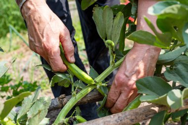 Organik tarladan taze fasulye toplayan çiftçilerin ellerini kapatın. Bahar bahçesi hasadı. Geleneksel tarım.