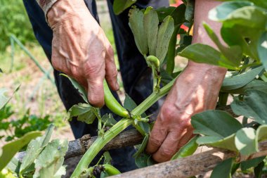 Organik tarladan taze fasulye toplayan çiftçilerin ellerini kapatın. Bahar bahçesi hasadı. Geleneksel tarım.