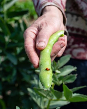 Çiftçi tarafından seçilen geniş fasulye kabuğunun tepesindeki uğur böceğine yakın plan. Baharda bahçe hasadı ve böcekler. Geleneksel tarım.