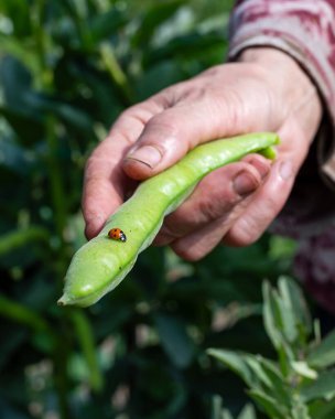 Çiftçi tarafından seçilen geniş fasulye kabuğunun tepesindeki uğur böceğine yakın plan. Baharda bahçe hasadı ve böcekler. Geleneksel tarım.