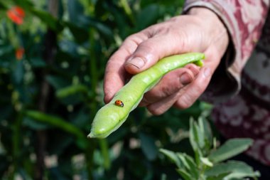 Çiftçi tarafından seçilen geniş fasulye kabuğunun tepesindeki uğur böceğine yakın plan. Baharda bahçe hasadı ve böcekler. Geleneksel tarım.