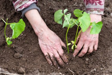 Çiftçinin elleri organik tarladaki toprağa fasulye tohumu ekerken yakın plan. Baharda bahçe işleri. Geleneksel tarım.