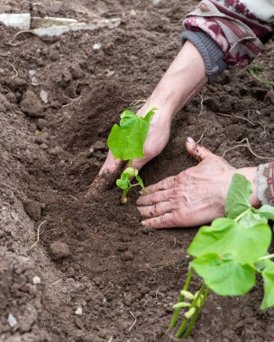 Çiftçinin elleri organik tarladaki toprağa fasulye tohumu ekerken yakın plan. Baharda bahçe işleri. Geleneksel tarım.