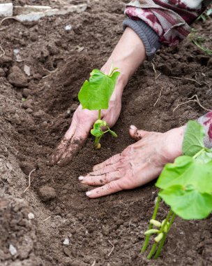 Çiftçinin elleri organik tarladaki toprağa fasulye tohumu ekerken yakın plan. Baharda bahçe işleri. Geleneksel tarım.
