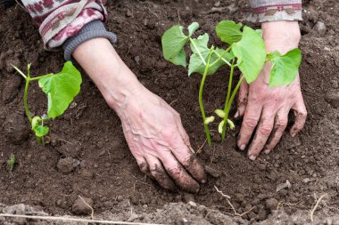 Çiftçinin elleri organik tarladaki toprağa fasulye tohumu ekerken yakın plan. Baharda bahçe işleri. Geleneksel tarım.