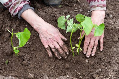 Çiftçinin elleri organik tarladaki toprağa fasulye tohumu ekerken yakın plan. Baharda bahçe işleri. Geleneksel tarım.