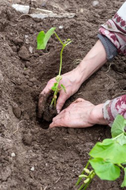Çiftçinin elleri organik tarladaki toprağa fasulye tohumu ekerken yakın plan. Baharda bahçe işleri. Geleneksel tarım.