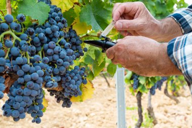 Cannonau üzümleri. Üzüm bağındaki tarım uzmanı üzümlerdeki şeker miktarını ölçmek için kırılma ölçer kayışını kapatır. Geleneksel tarım. Sardunya.