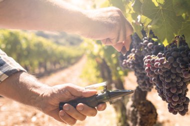 The agronomist farmer in the vineyard squeezes the grape on the refractometer to measure the sugar content, illuminated by the golden reflection of the setting sun. Traditional agriculture in Sardinia.
