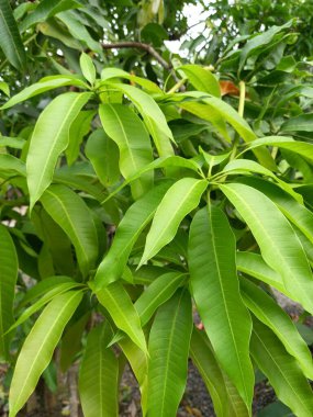 Yeşil yapraklı mango. Doğa duvar kağıdı ve arkaplan.