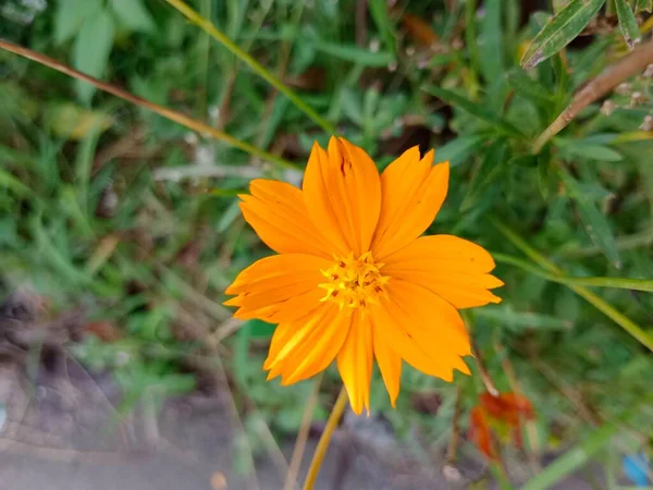 Güzel Sülfür Kozmosu Çiçeği Güzel Sarı Çiçek — Stok fotoğraf