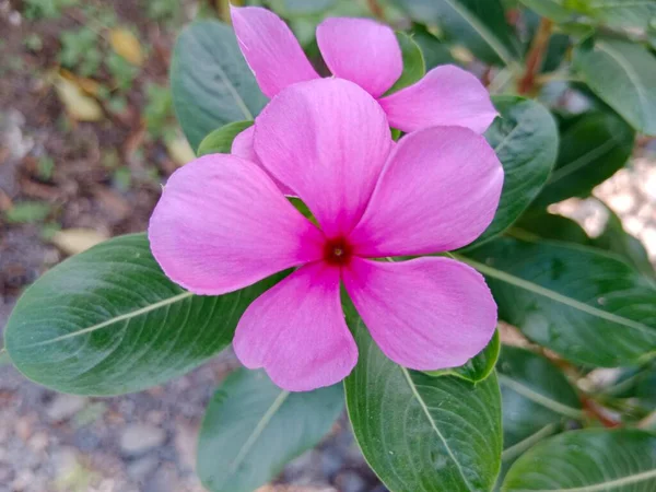 Фіолетова Квітка Мадагаскару Прекрасний Квітковий Сад — стокове фото