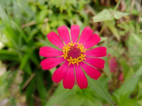 Sıradan Bir Zinnia Çiçeği Bahçedeki Güzel Çiçek — Stok fotoğraf