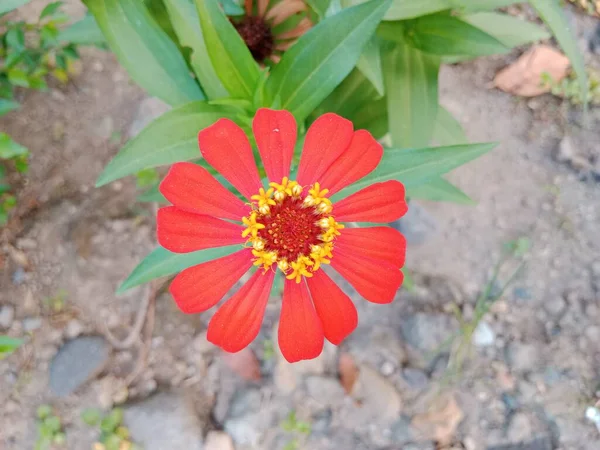 Gyönyörű Vörös Cinnia Virág Kerti Virágdekoráció — Stock Fotó