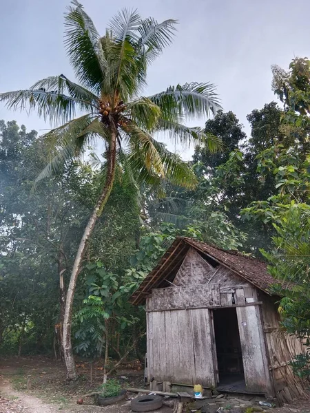 Stock image old wooden house and palm tree. natural landscape in village.