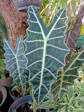 Alocasia amazonica yaprağı. yeşil yapraklar dekorasyon
