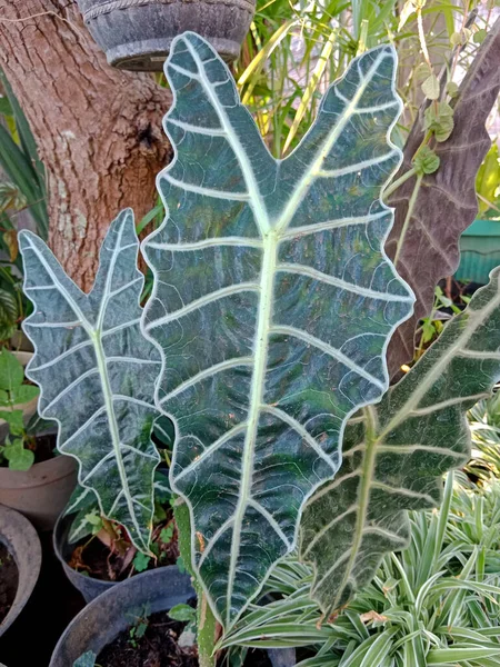 アロカシア アマゾニカの葉 緑の葉の装飾 — ストック写真