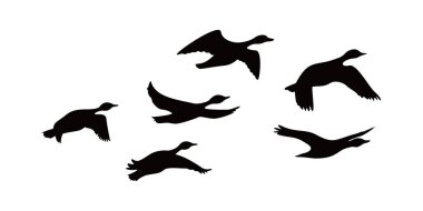 Kanada kaz silueti tasarımı. Yaban ördeği grup halinde uçuyor.