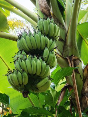 Ağaçta bir demet taze yeşil muz. egzotik tropikal bitki.