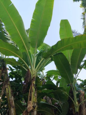 Yaz muz ağacı. yeşil tropikal bitki örtüsü.