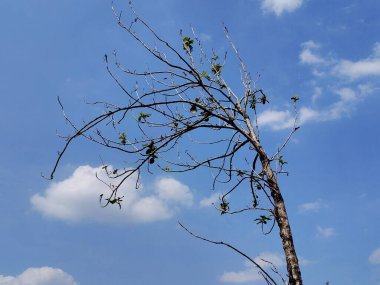 Mavi gökyüzüne karşı çıplak ağaç dalları. Güzel manzara.