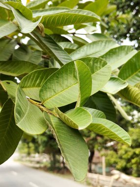 guava yaprağı dalda. Doğa arkaplanı, işaret ve sembol.